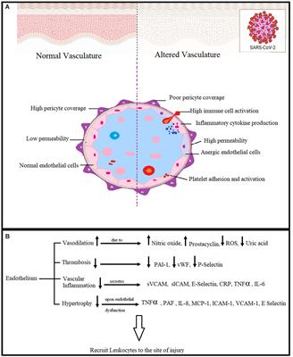 Role of endothelial cells and angiotensin converting enzyme-II in COVID-19 and brain damages post-infection